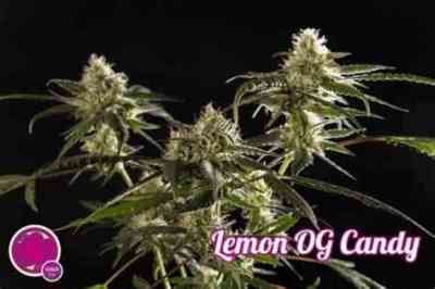 Lemon OG Candy > Philosopher Seeds